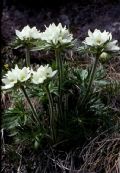 Anemonastrum narcissiflorum